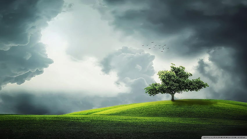 Lone Tree on a Hill Ultra Backgrounds, lonely tree with lights HD wallpaper