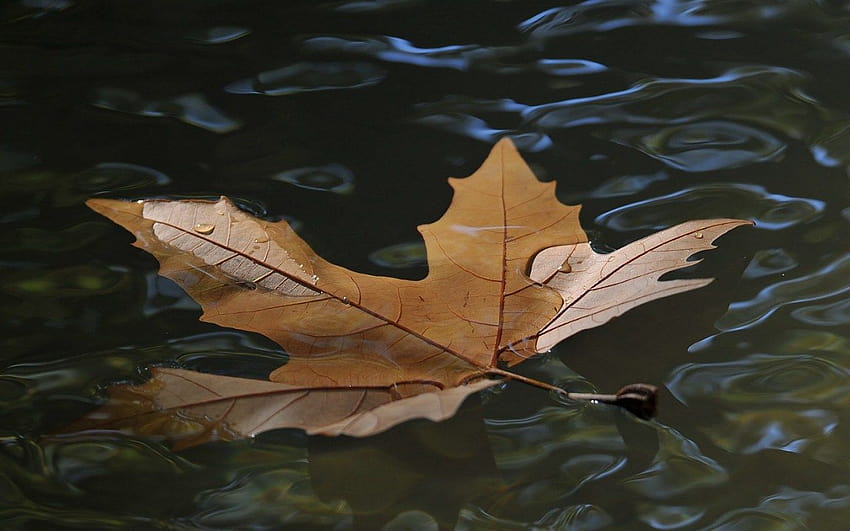Brown Leaf on The Water PC, air daun musim gugur Wallpaper HD