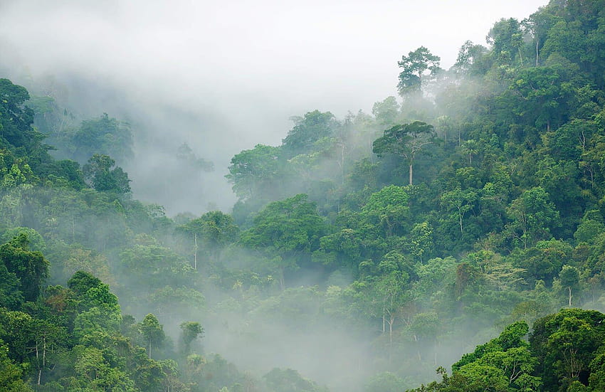Misty Rainforest Mural, malaysia jungle HD wallpaper