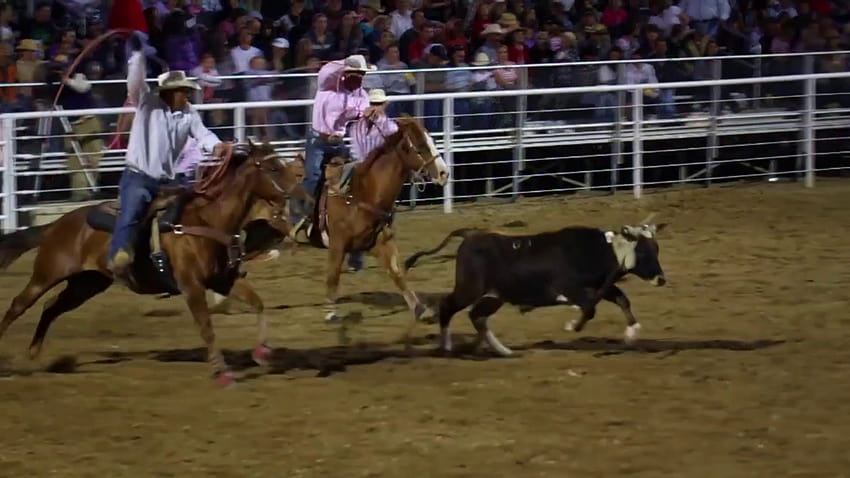 Team Roping Cowboys Miss Steer Slow Motion Stock Video Footage, calf roping HD wallpaper