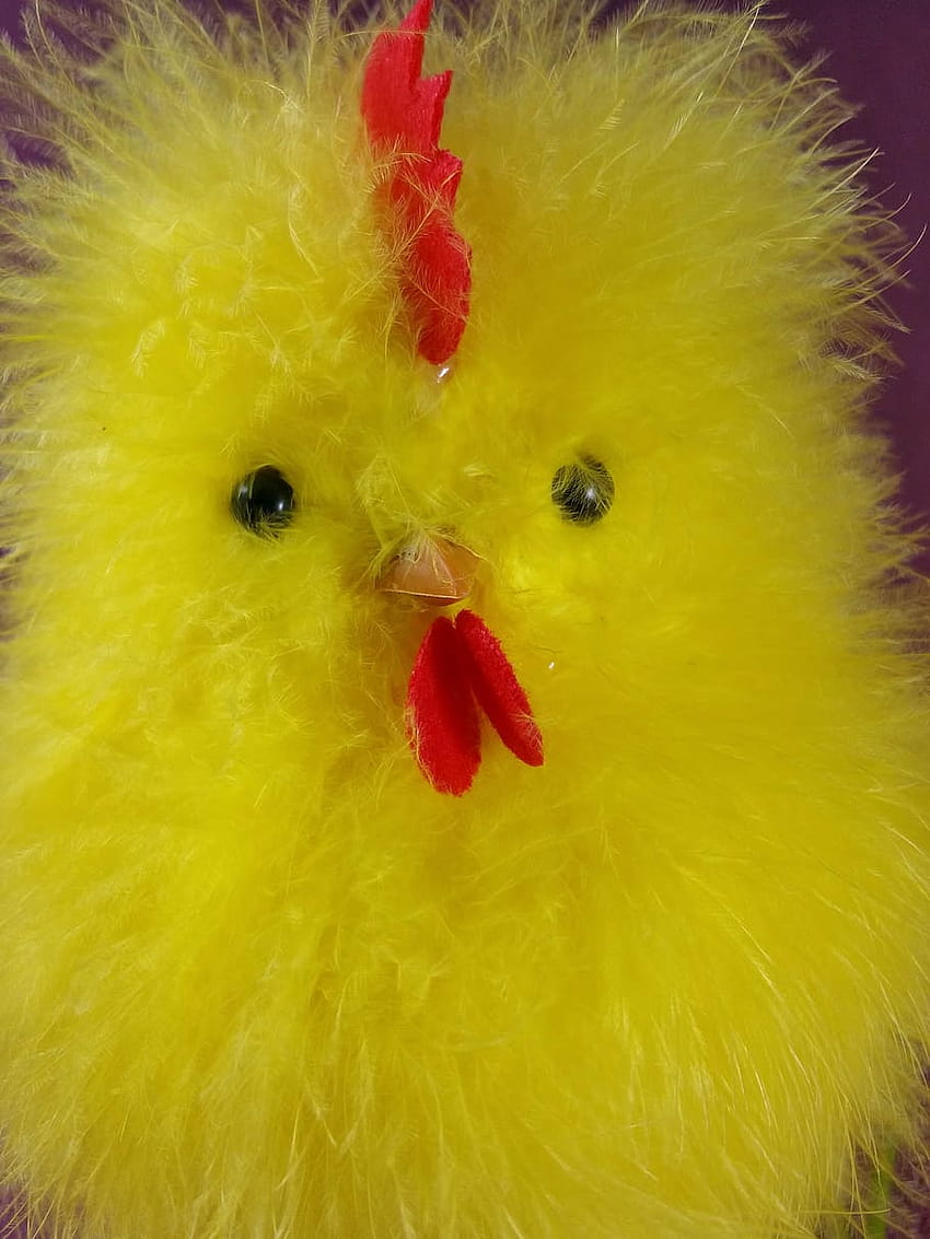 : easter, chicks, chicken, hahn, cute, yellow, chicks easter HD phone wallpaper