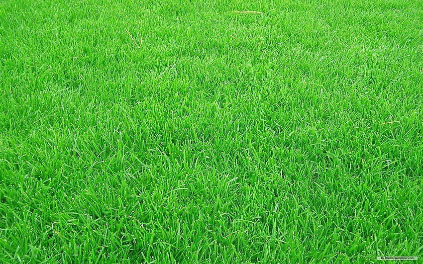 Fußball Gras, Fußballplatz HD-Hintergrundbild