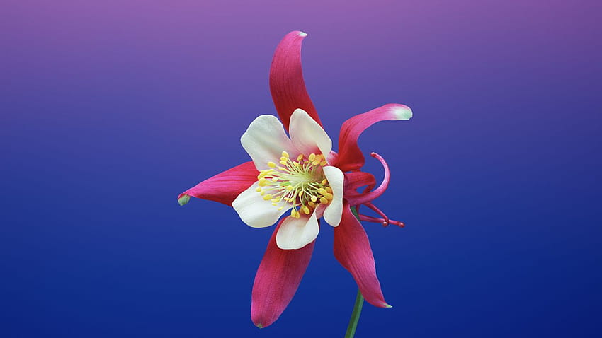 Actualización a Big Sur y pérdida de una flor más antigua con…, flor de manzana fondo de pantalla