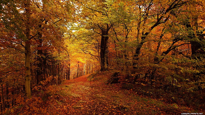 Autumn Ultra, 3840x2160 autumn HD wallpaper