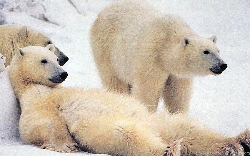 1920x1080 мечка, полярна мечка, семейство, сняг ... фонове, семейство полярни мечки HD тапет