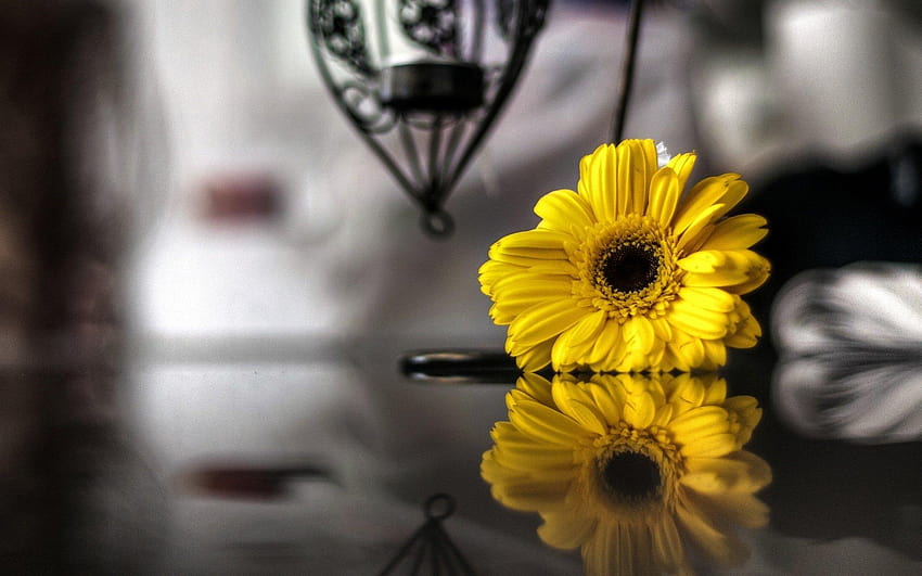 Flower Flowers Yellow Reflection Black And White Blur, white flowers yellow background  HD wallpaper | Pxfuel