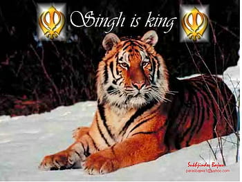 Singh is king HD wallpapers | Pxfuel