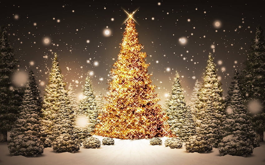 bright christmas trees HD wallpaper