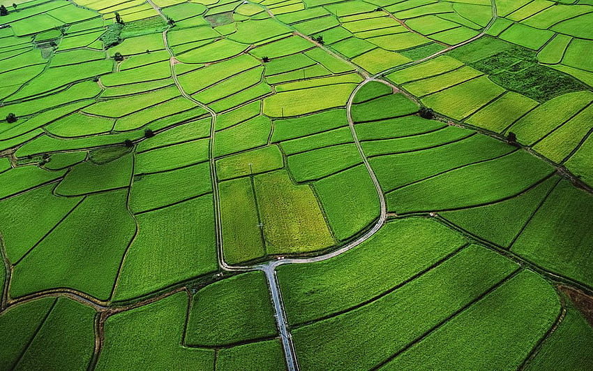 Pin on Tranquility, rice field view HD wallpaper