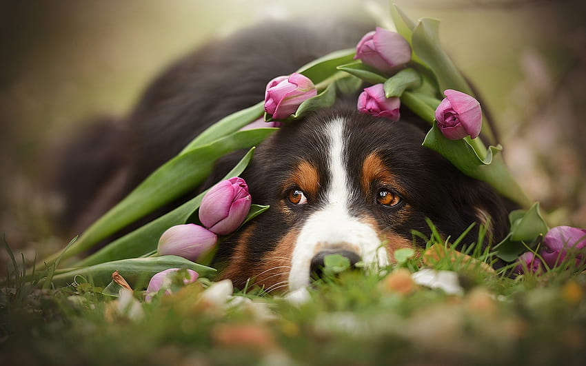 Berner Sennenhund, primavera, mascotas, tulipanes, sennenhund, perros, simpáticos animales, Bernese Mountain Dog, Berner Sennenhund Dog con una resolución de 1920x1200. Cachorros de primavera de alta calidad lindos fondo de pantalla