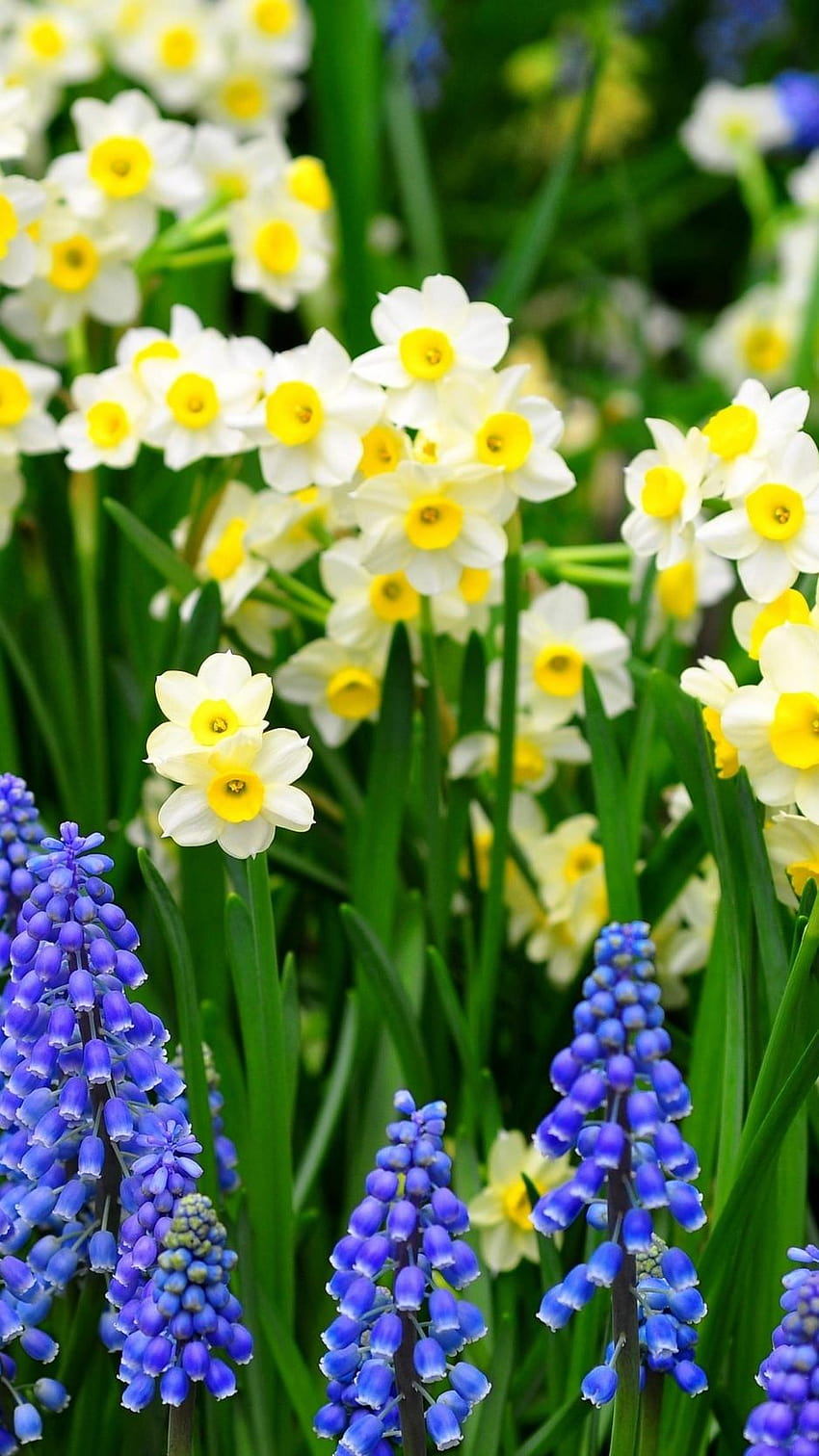 Daffodils, Muscari, Flowers, Flowerbed, Green, iphone daffodils HD phone wallpaper