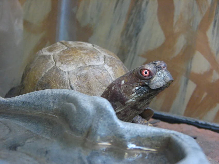 Three Toed Box Turtle HD wallpaper