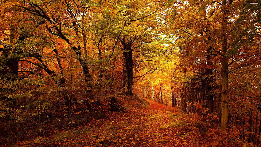 Forest path in the golden autumn, autumn forest path HD wallpaper | Pxfuel