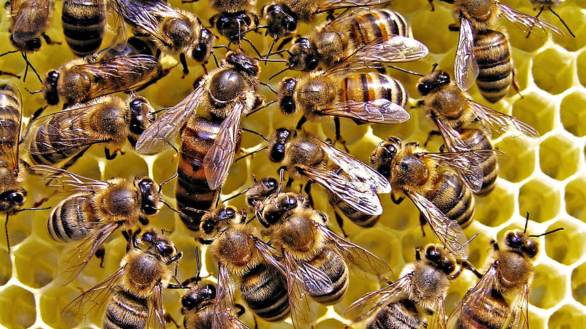 Queen Honey Bee HD wallpaper