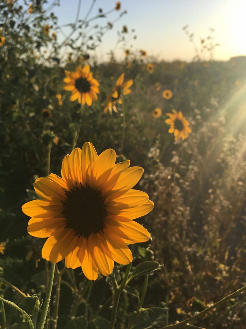 ✅[5 Yellow Aesthetic Sunflowers, brown and yellow aesthetic HD phone wallpaper