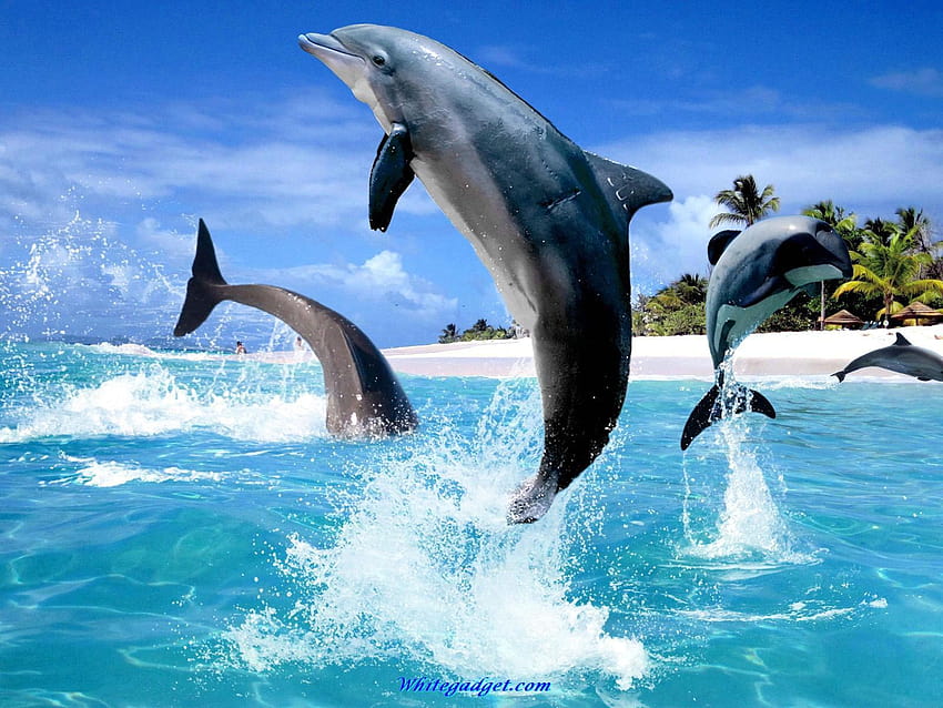's : «Dolphin», delfines oceánicos fondo de pantalla