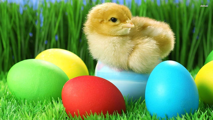 4 Bunny and Chick Easter, bunnies and chickens HD wallpaper