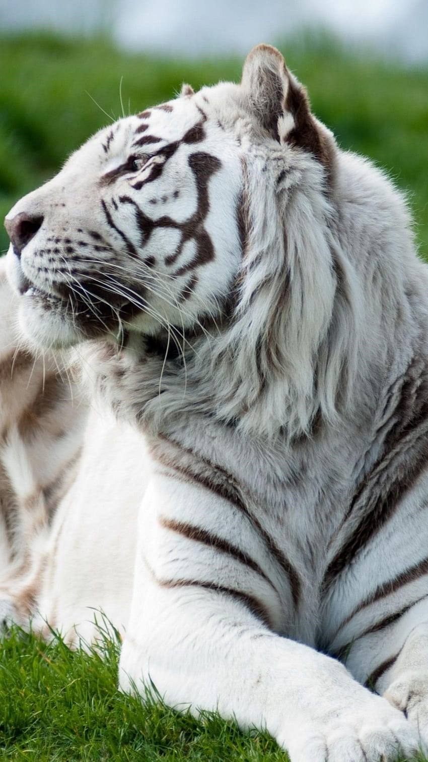 Tiger Albino 2, Animals and, albino animals HD phone wallpaper
