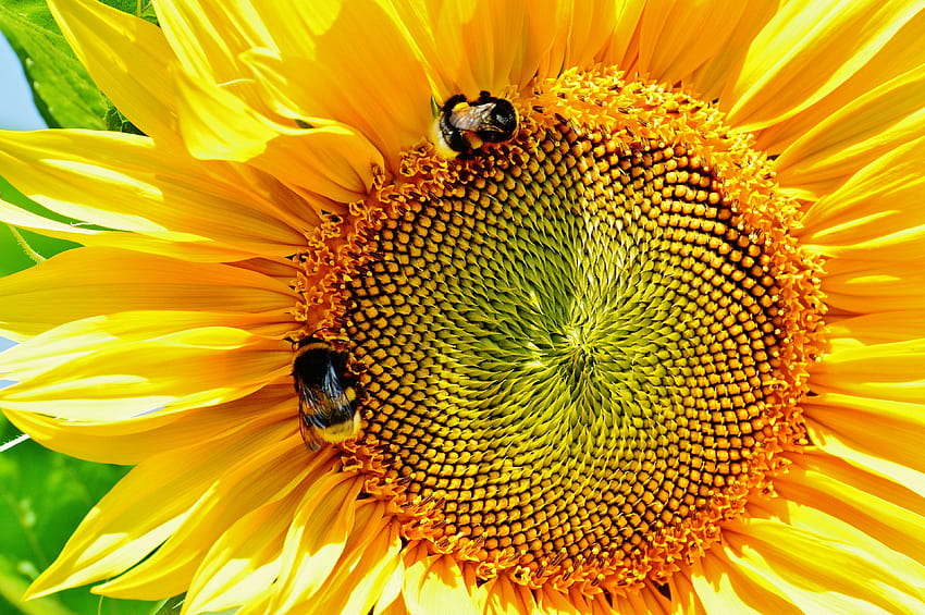 разцвет, цвят, земни пчели, близо, измислен, цвете, градина, Helianthus annuus HD тапет