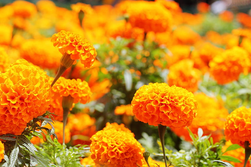 marigold flowers and HD wallpaper