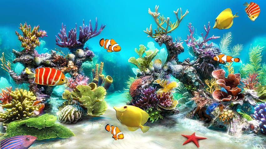 Aquarium, live fish HD wallpaper
