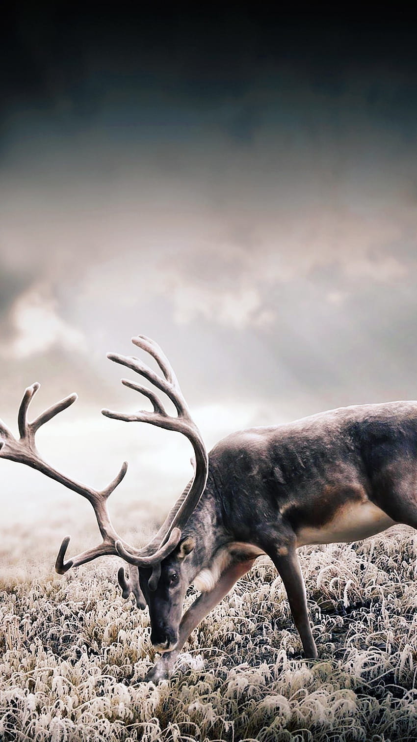 Wild Deer, hunting iphone HD phone wallpaper