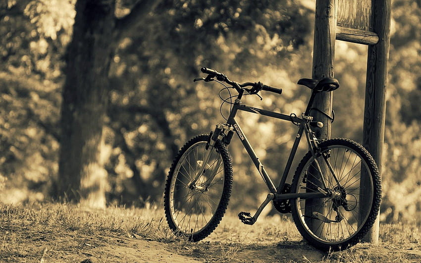 bermacam-macam sepeda sepeda alam pohon olahraga daun latar belakang kabur, decathlon Wallpaper HD