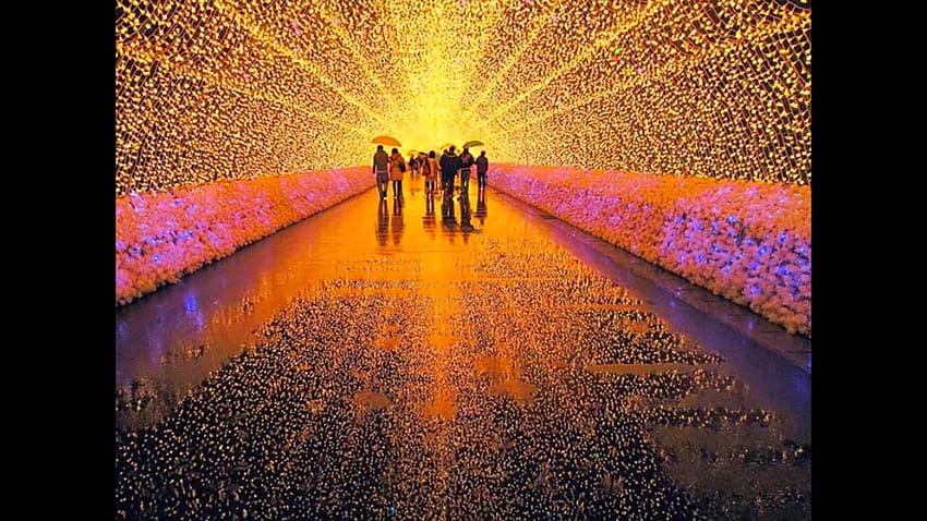 Wisteria Flower Tunnel at Kawachi Fuji Garden, japan flower tunnel HD wallpaper