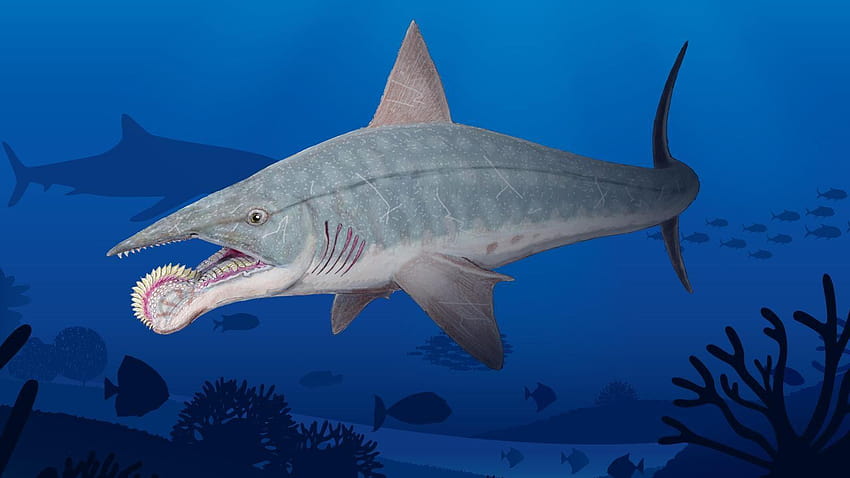 Helicoprion Was a Shark with a Buzzsaw in Its Mouth HD wallpaper
