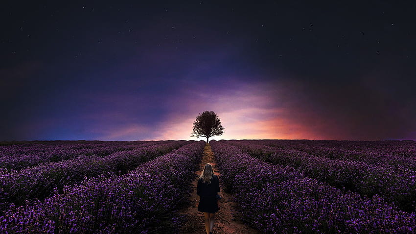Sunset , Girl, Alone, Lavender Farm, Lavender fields, Woman, Dawn, Evening, Nature, lavender field at starry night HD wallpaper