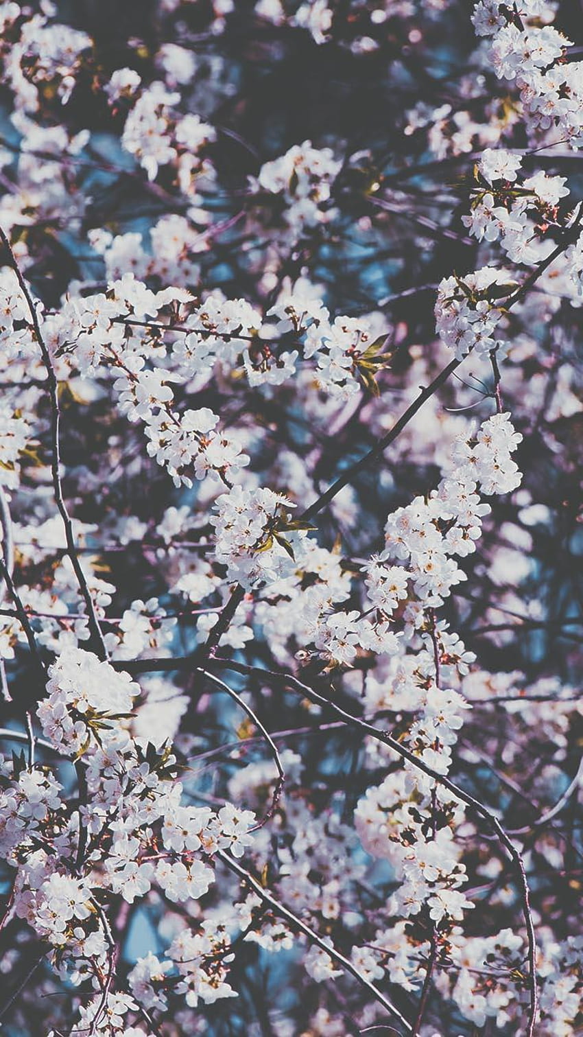 13 Gorgeous Spring Blossom iPhone, waiting for spring HD phone wallpaper