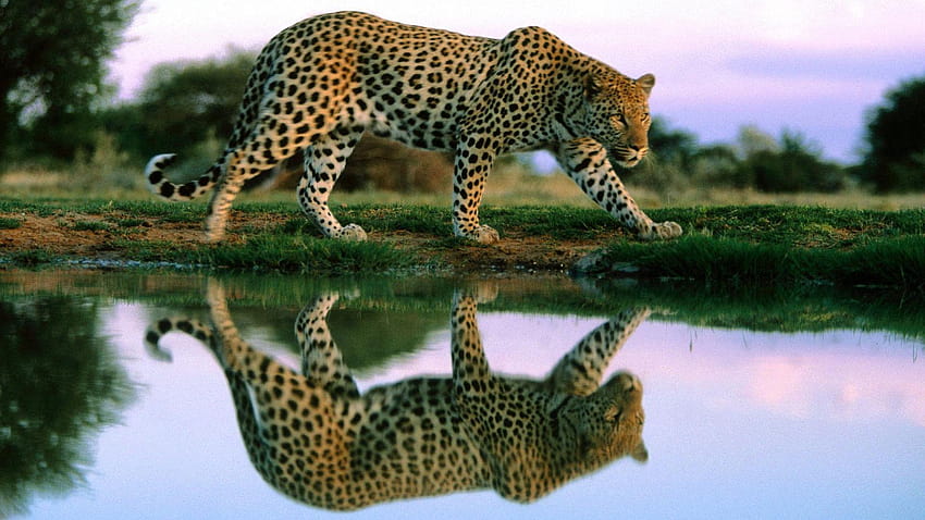 Çita Yaban Hayatı Hayvan Yeni HD duvar kağıdı