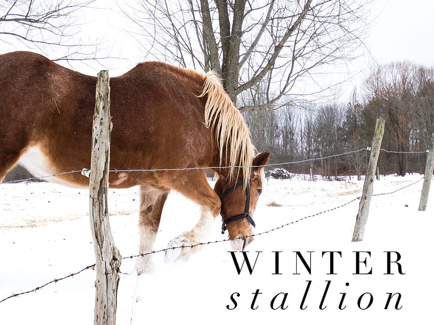 Horse in Snow/Stock /Country Setting/Rustic Style/Animal HD wallpaper