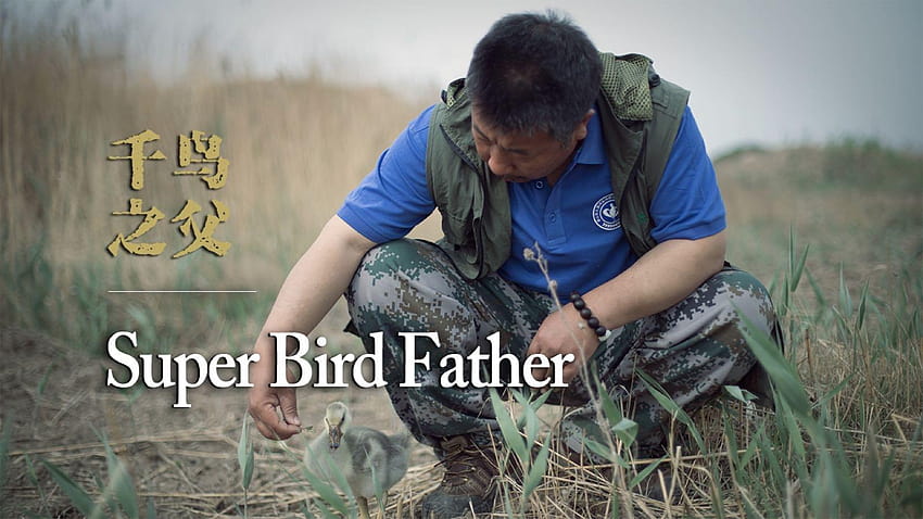 Super bird father' has rescued thousands of wild birds, and returned, jian birds that fly together HD wallpaper