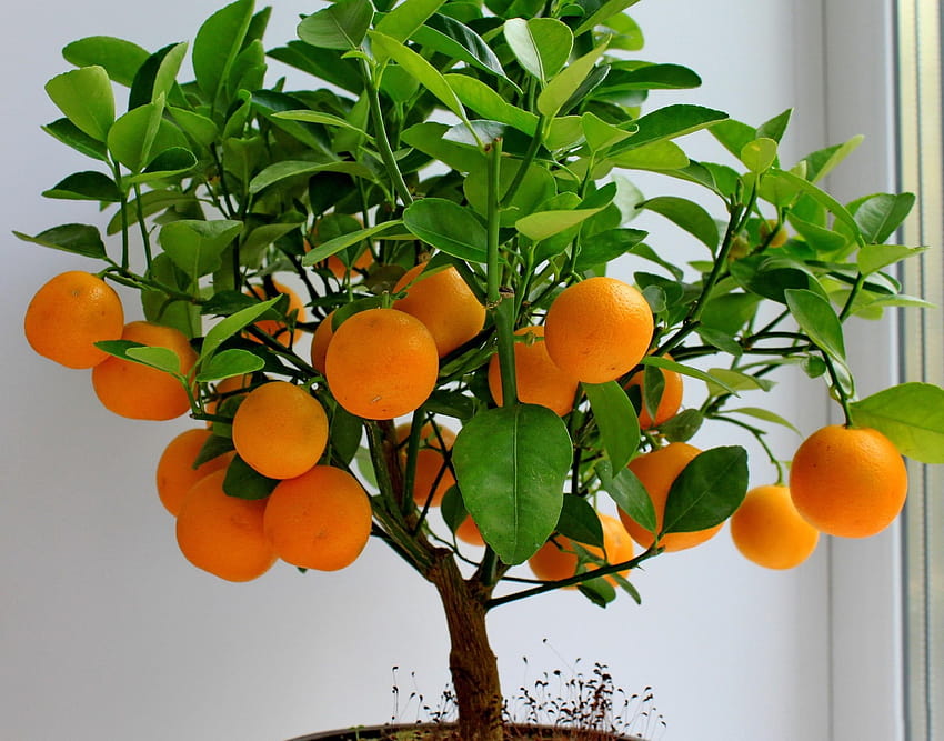 4 frutos del naranjo fondo de pantalla