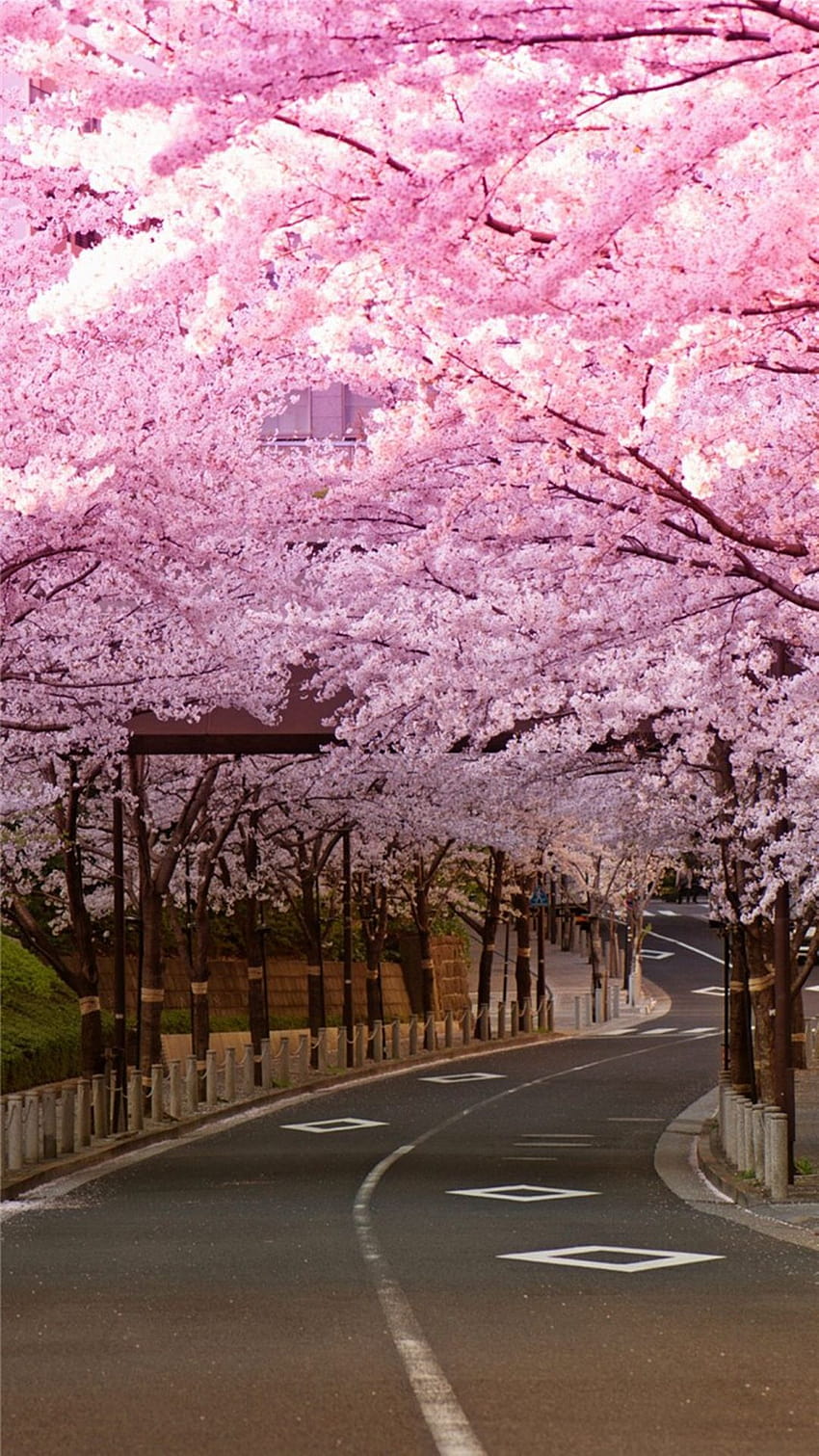 Bright Cherry Blossom Road, flor de cerezo japonesa fondo de pantalla del teléfono