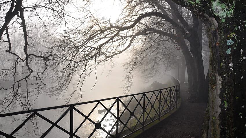 Trees, branches, the fence, fog, autumn, gloomy, bark, damp HD wallpaper