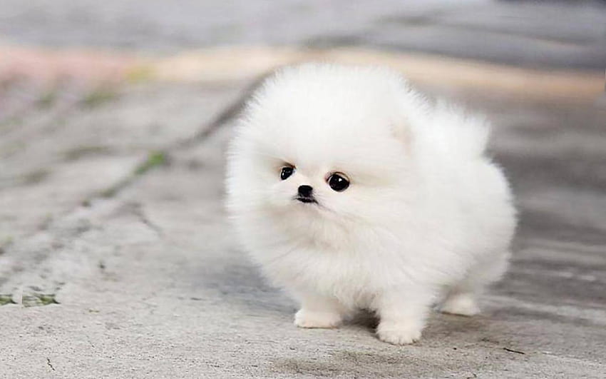 Pomeranian puppy, pomeranian puppies HD wallpaper