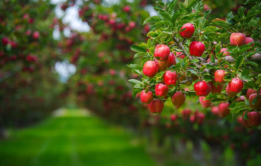 musim panas, daun, cabang, latar belakang, pohon, halaman rumput, apel, makanan, kecantikan, taman, panen, trek, merah, buah, latar belakang hijau, berair , bagian еда, kebun apel Wallpaper HD