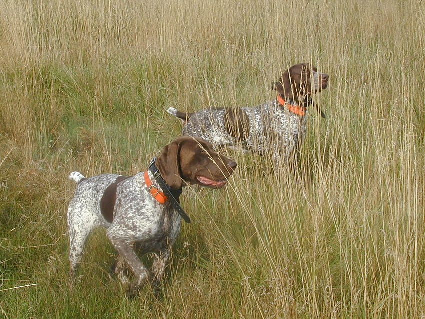 German Shorthaired Pointer Hunting [1600x1200] for your , Mobile & Tablet, german shorthaired pointers HD wallpaper