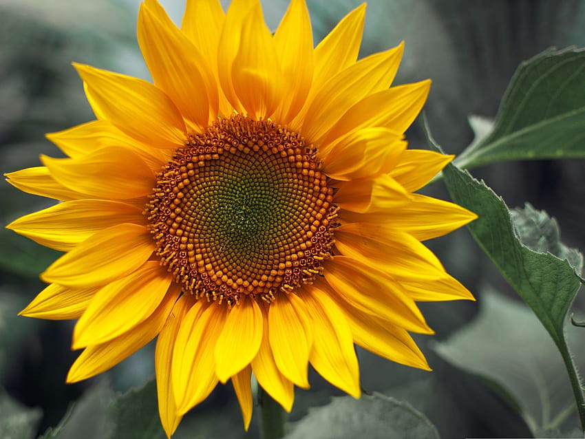 Yellow Sunflower , Beautiful Sunflower in Bloom, in Happy Smile 1600X1200 1600X1200, happy sunflower HD wallpaper