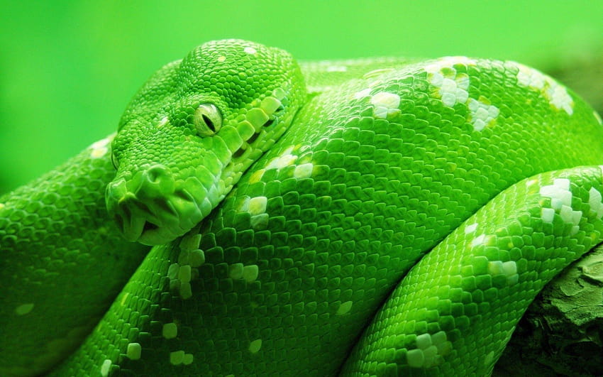 Snakes 1920×1080 Snake, snaks HD wallpaper | Pxfuel