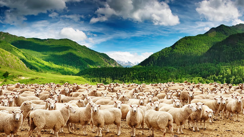 Sheep Gallery HD wallpaper