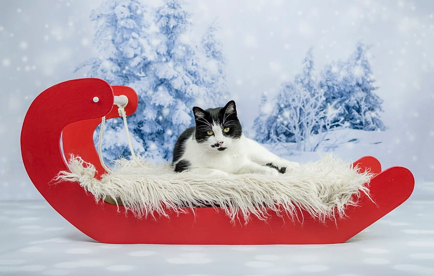 winter, cat, cat, look, snow, red, background, holiday, black and white, new year, Christmas, ate, lies, fur, sleigh, snowfall , section кошки, black and white christmas kittens HD wallpaper