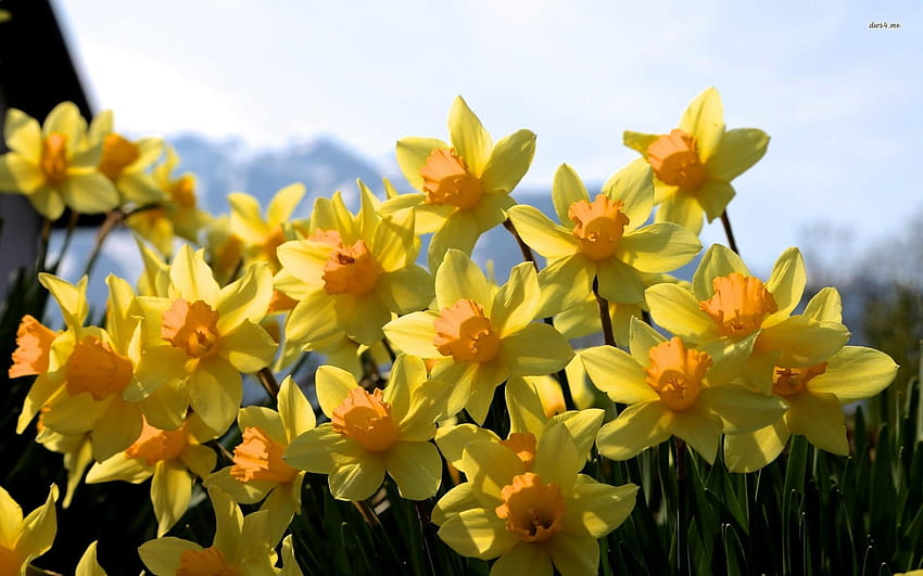 Beautiful yellow daffodils, pretty daffodil HD wallpaper | Pxfuel