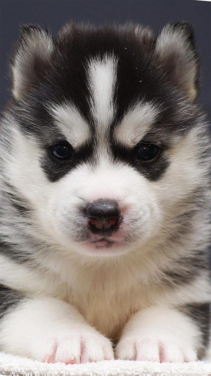 Dog. Cute Puppies for iPhone. Animals Phone Backgrounds, husky puppy HD phone  wallpaper | Pxfuel