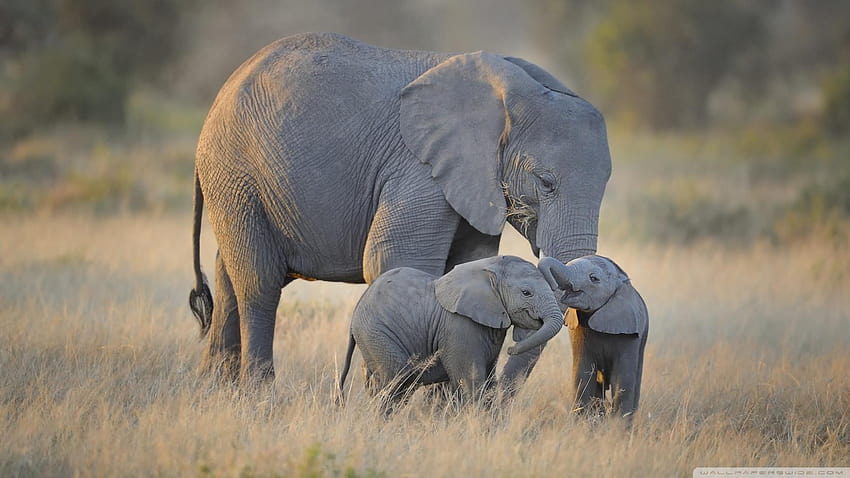 Африкански слонове майка и очарователни бебета Ultra, африкански сафари слонове HD тапет
