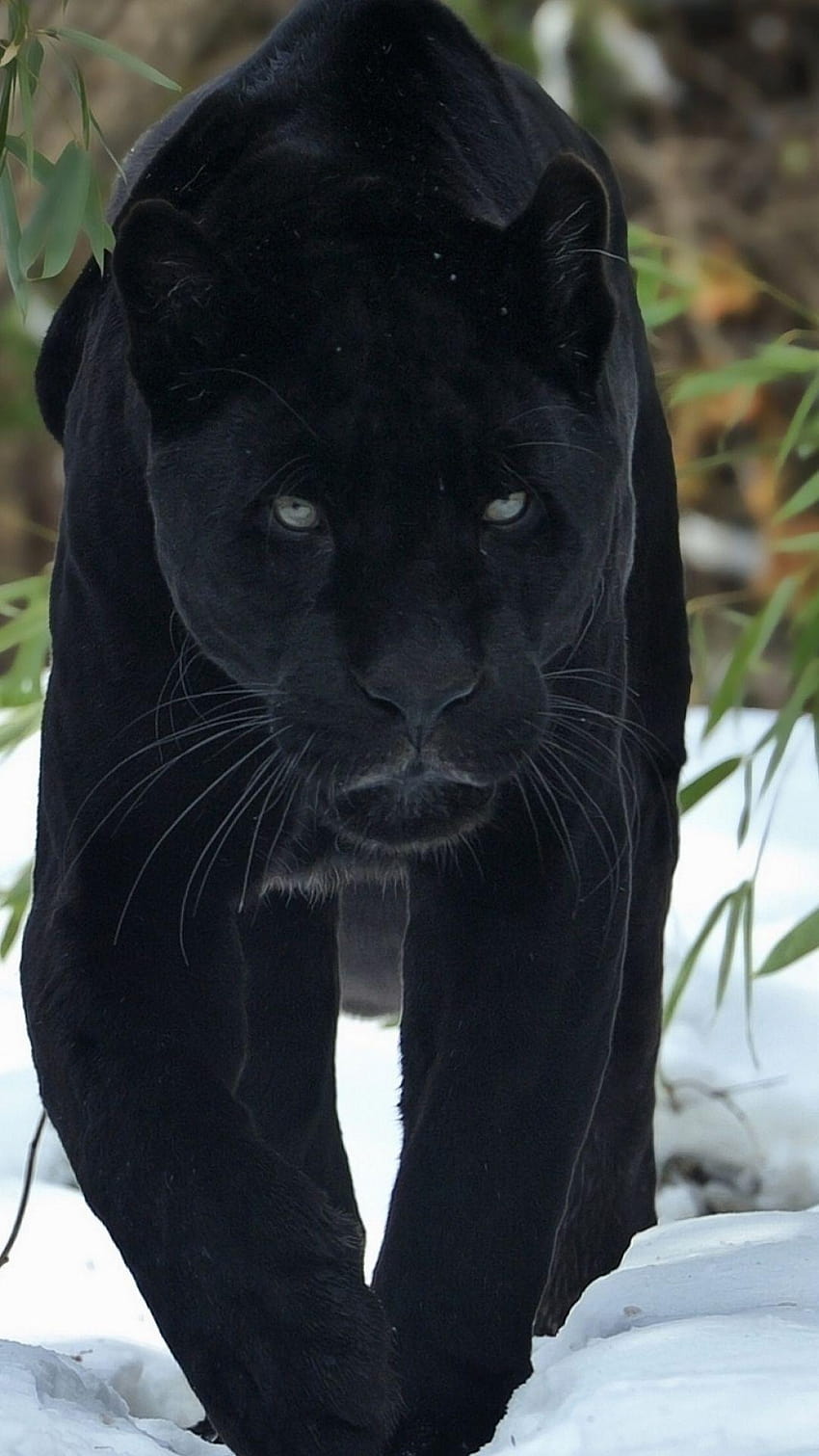 Zwierzę/Czarna Pantera, zwierzę z czarnej pantery Tapeta na telefon HD