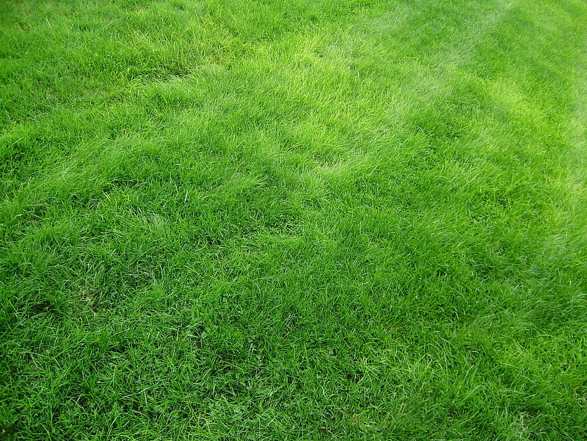 : bidang, hijau, tekstur, padang rumput, menanam, halaman rumput, tanaman tanah, belukar, keluarga rumput, lantai, rumput sintetis 3264x2448 Wallpaper HD
