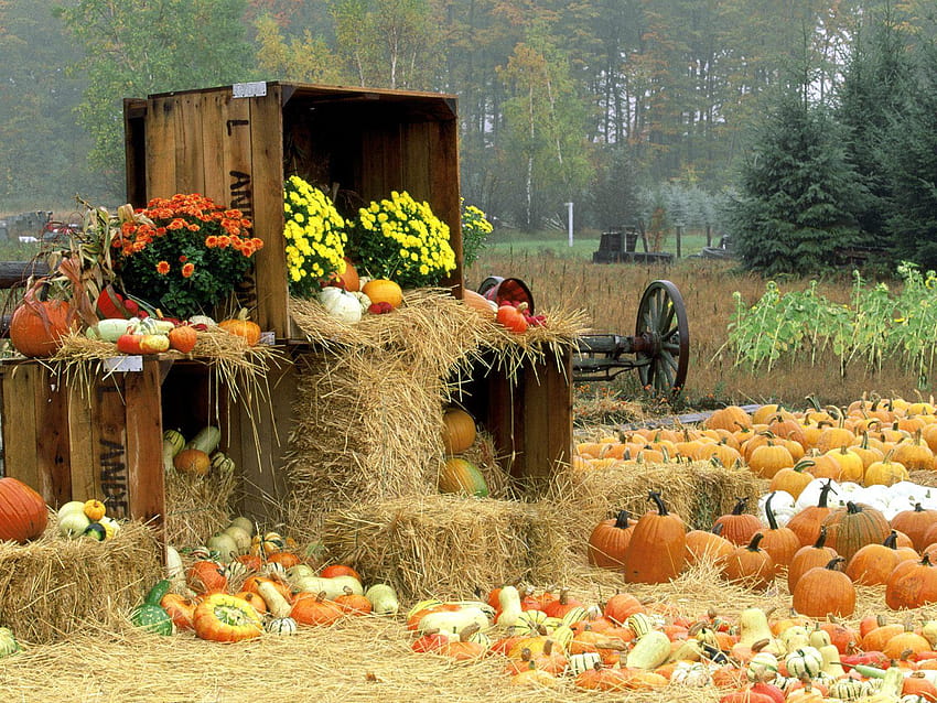 Fall Group, pumpkin festival HD wallpaper
